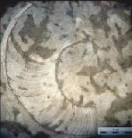 Ordovician Fossil Cephalopod Wilsonoceras.